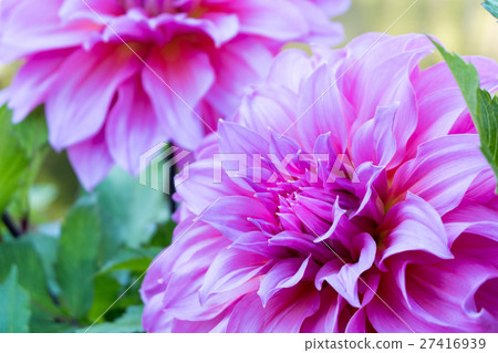 Beautiful pink Dahlia flower blossom floral nature Beautiful pink Dahlia flower blossom floral nature 27416939