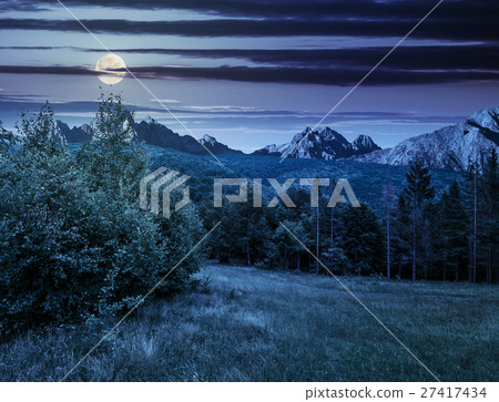 Spruce forest on a meadow in Tatras at night Spruce forest on a meadow in Tatras at night 27417434