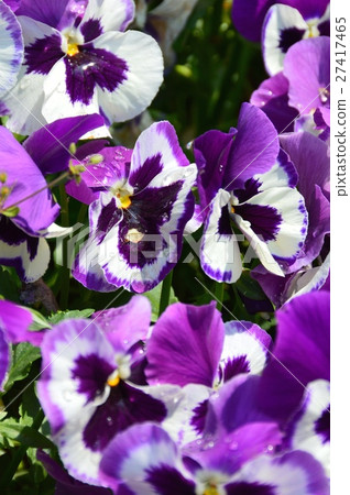 Purple Pansy(Ukima Park / Umeda in Kita-ku,Tokyo Funato) Purple Pansy(Ukima Park / Umeda in Kita-ku,Tokyo Funato) 27417465