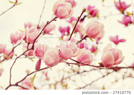 Flowers of magnolia tree in springtime Flowers of magnolia tree in springtime 27418770