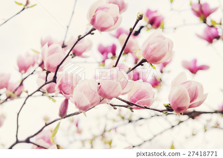 Flowers of magnolia tree in springtime Flowers of magnolia tree in springtime 27418771