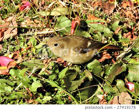 Giubitaki是一種常見於冬季的候鳥。大象學生很漂亮，它是鳥類觀察者的偶像主義者。 27419178
