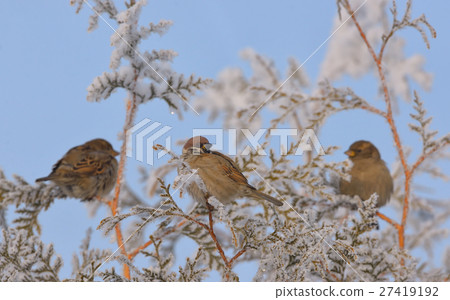 Little Sparrows on pine tree branch 27419192