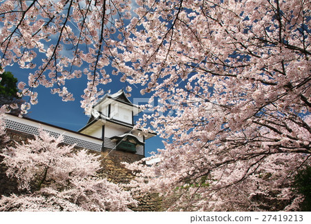 在金澤城公園的櫻花 27419213