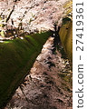 在金澤城堡公園的櫻花 27419361