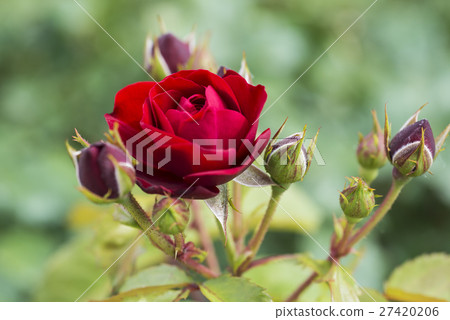 一朵紅玫瑰 27420206
