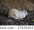 Rabbit in Okunoshima (Usagi island) 27420263
