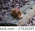 Rabbit in Okunoshima (Usagi island) 27420265