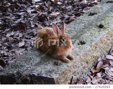 Rabbit in Okunoshima (Usagi island) 27420265