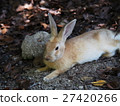 Rabbit in Okunoshima (Usagi island) 27420266