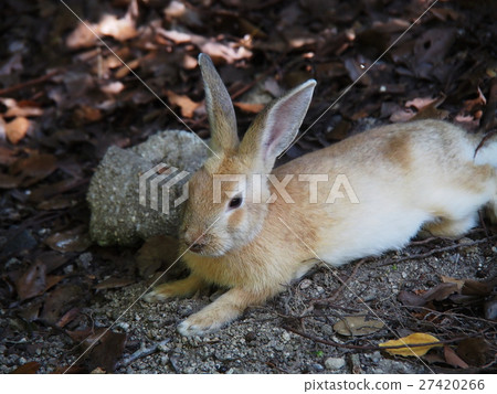 Rabbit in Okunoshima (Usagi island) 27420266