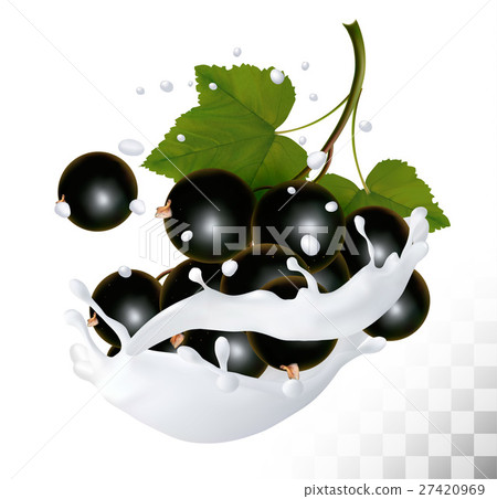 Blackcurrants in a milk splash Blackcurrants in a milk splash 27420969