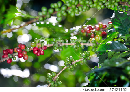 Coffee tree with coffee beans on coffee plantation Coffee tree with coffee beans on coffee plantation 27421162