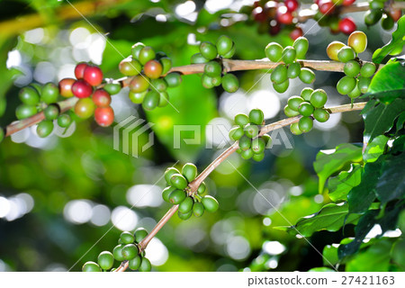 Coffee tree with coffee beans on coffee plantation Coffee tree with coffee beans on coffee plantation 27421163