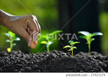 Farmer's hand planting a seed in soil Farmer's hand planting a seed in soil 27421174