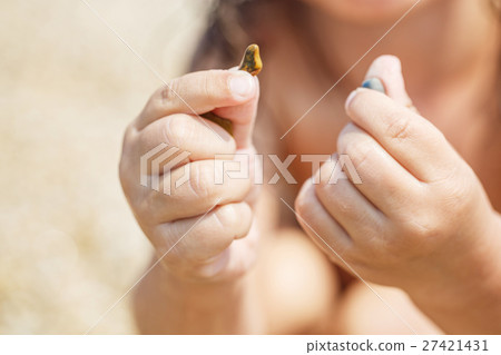 Child hands collect pebbles 27421431
