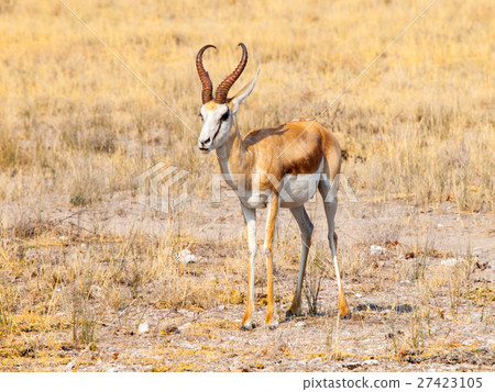 Male impala antelope, Aepyceros melampus, living 27423105