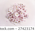 櫻花 27423174