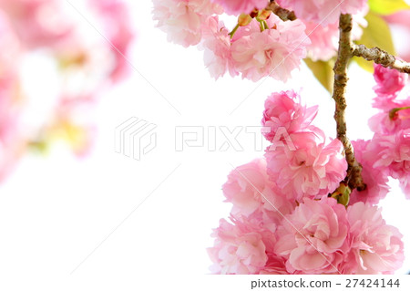 Double cherry blossoms (紅華) 27424144