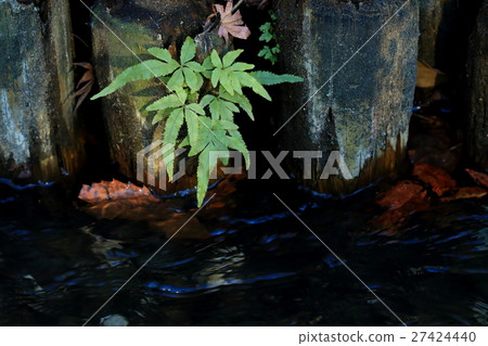 Natural plants, nutrient leaves growing on the wooden pier of the canal for irrigation canal 27424440