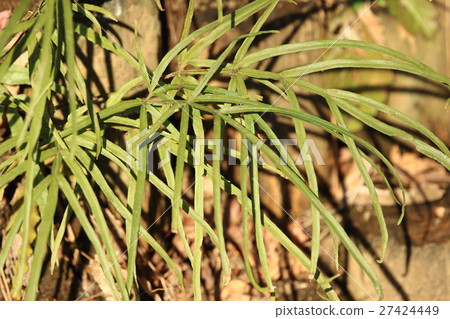 Natural plant It is a spore leaf. The impression is quite different from long and big and nutrition leaves Natural plant It is a spore leaf. The impression is quite different from long and big and nutrition leaves 27424449