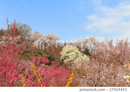 Hanamiyama（福島市） 27424453