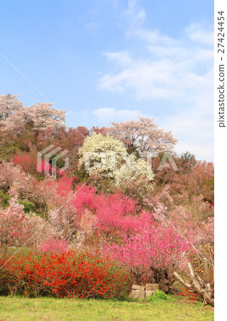 Hanamiyama (Fukushima City) Hanamiyama (Fukushima City) 27424454