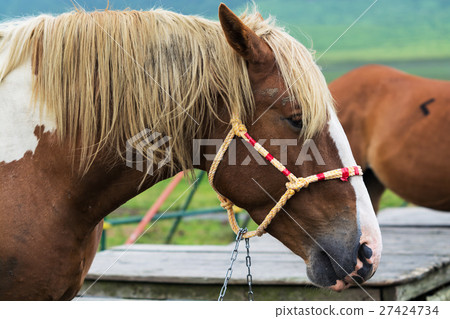 Horse portrait Horse portrait 27424734