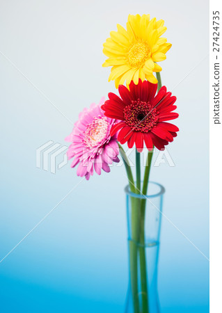 非洲菊花 非洲菊花 27424735