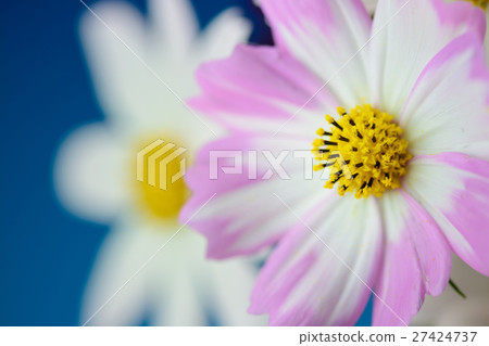 波斯菊花 波斯菊花 27424737