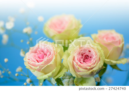 玫瑰花 玫瑰花 27424740