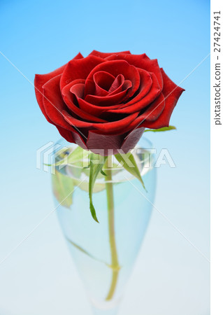 玫瑰花 玫瑰花 27424741