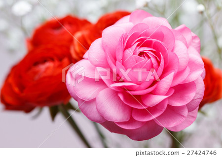 毛茛花 27424746