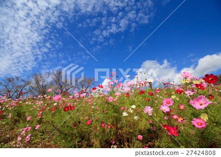 Cosmos field @ Shirakigami, Isahaya city, Nagasaki prefecture Cosmos field @ Shirakigami, Isahaya city, Nagasaki prefecture 27424808