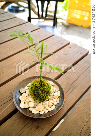 Moss bonsai 27424810