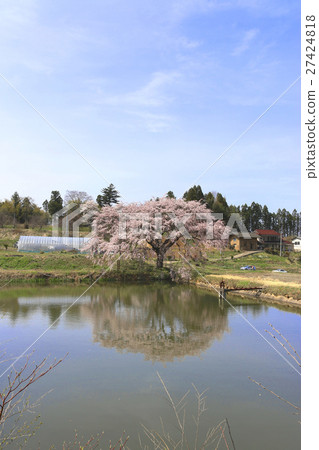 翡翠（福島市）的櫻花 27424818