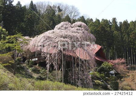 Ed Higanzakura of Fushimiji (Fukushima City) 27425412