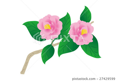 茶花 茶花 27429599