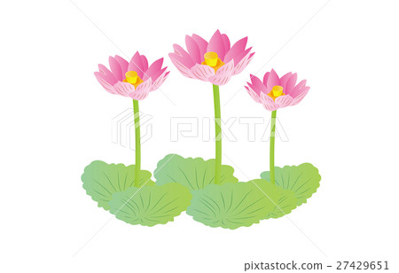 Lotus Lotus 27429651