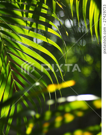 palm leaves detail close-up soft focus outdoor palm leaves detail close-up soft focus outdoor 27429753