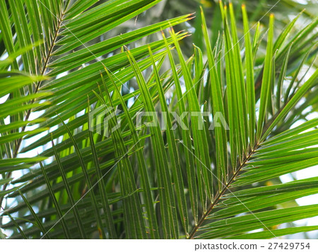 palm leaves detail close-up soft focus outdoor palm leaves detail close-up soft focus outdoor 27429754