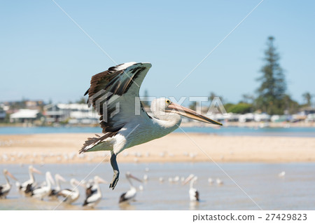 Leave a flock 27429823