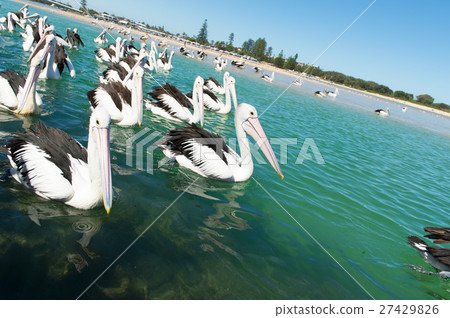 Pelican swimming in herds Pelican swimming in herds 27429826