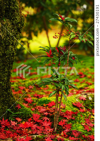 Many in the garden and Momiji 27430191