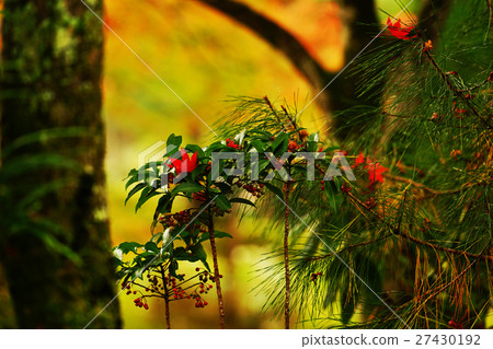 Many in the garden, Momiji and pine Many in the garden, Momiji and pine 27430192