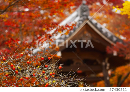 Princess persimmon of Jogakkoji Temple 27430211