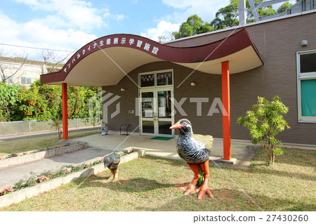 瀕臨滅絕的物種Yanbunaku queena森林 27430260