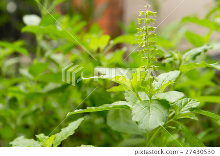 Fresh basil flower and basil leaf in the garden Fresh basil flower and basil leaf in the garden 27430530