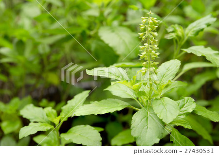 Fresh basil flower and basil leaf in the garden Fresh basil flower and basil leaf in the garden 27430531