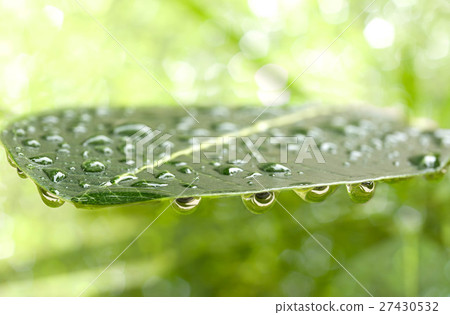 Close up rain water drop on tree leaf Close up rain water drop on tree leaf 27430532